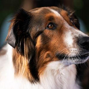 Fotoğraf Kurtarma Köpeği Ruby