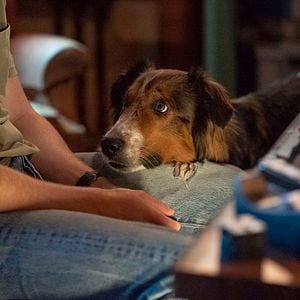 Fotoğraf Kurtarma Köpeği Ruby