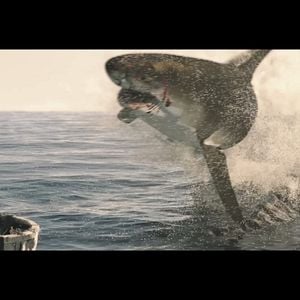 Fotoğraf The Requin