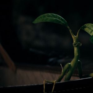 Fotoğraf Fantastik Canavarlar: Dumbledore'un Sırları