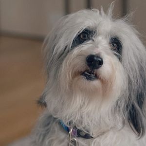 Fotoğraf Man vs Bee