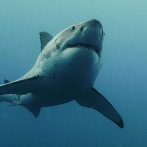 Fotoğraf Resif: Kanlı Takip