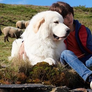 Fotoğraf Belle ve Sebastian: Cesur Dostum