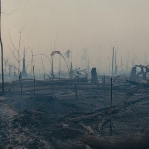 Fotoğraf The Territory