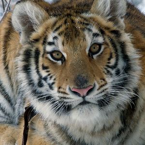 Fotoğraf Ta'igara: An adventure in the Himalayas