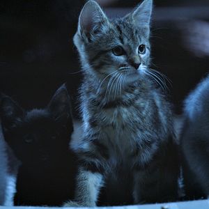 Fotoğraf Mon chat et moi, la grande aventure de Rroû