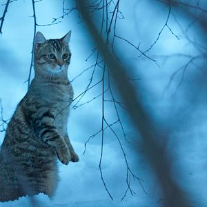 Fotoğraf Mon chat et moi, la grande aventure de Rroû