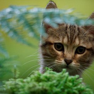 Fotoğraf Mon chat et moi, la grande aventure de Rroû