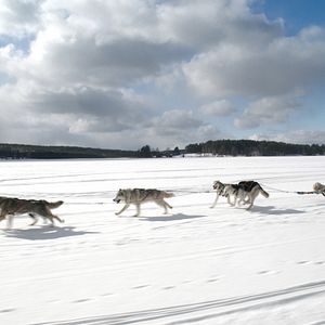 Fotoğraf Eugene Levy