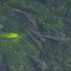 Fotoğraf mul-an-e-seo