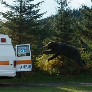 Fotoğraf Çıldırmış Ayı