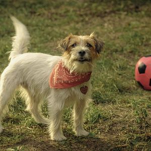 Fotoğraf Lassie: Yepyeni Bir Macera