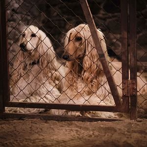 Fotoğraf Lassie: Yepyeni Bir Macera