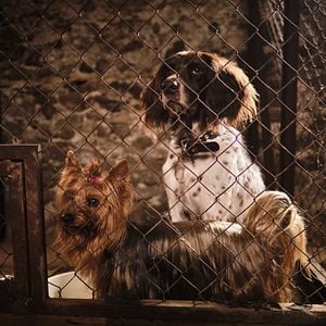 Fotoğraf Lassie: Yepyeni Bir Macera