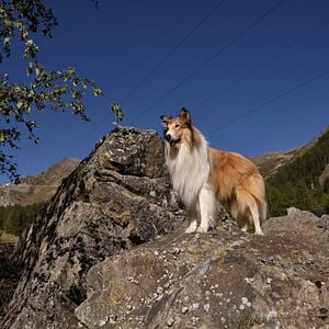 Fotoğraf Lassie: Yepyeni Bir Macera