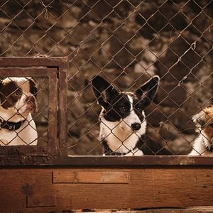 Fotoğraf Lassie: Yepyeni Bir Macera