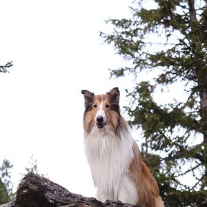 Fotoğraf Lassie: Yepyeni Bir Macera