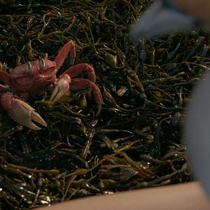 Fotoğraf Küçük Deniz Kızı