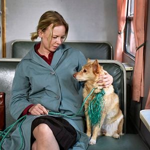 Fotoğraf Sararmış Yapraklar