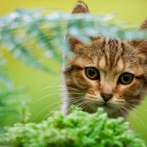 Fotoğraf Mon chat et moi, la grande aventure de Rroû