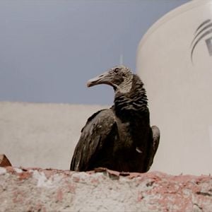 Fotoğraf Rotting in the Sun