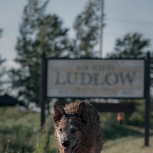 Fotoğraf Hayvan Mezarlığı: Kan Bağı