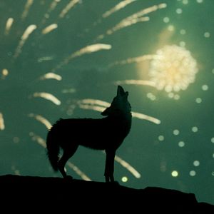 Fotoğraf Something in the Dirt