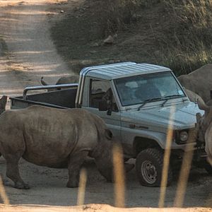 Fotoğraf Thabo - Das Nashorn-Abenteuer