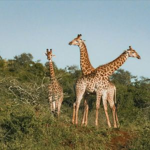 Fotoğraf Thabo - Das Nashorn-Abenteuer