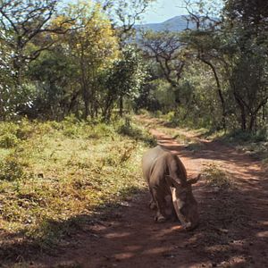 Fotoğraf Thabo - Das Nashorn-Abenteuer
