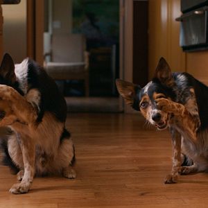 Fotoğraf Pups Alone