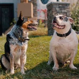Fotoğraf Pups Alone