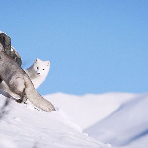 Fotoğraf Kina & Yuk : renards de la banquise