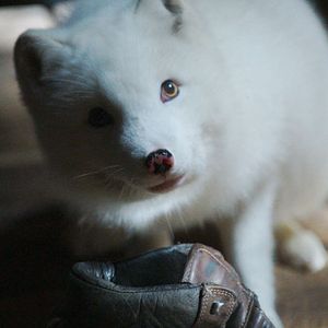 Fotoğraf Kina & Yuk : renards de la banquise