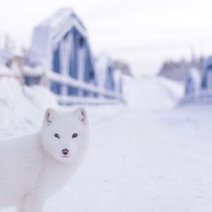 Fotoğraf Kina & Yuk : renards de la banquise