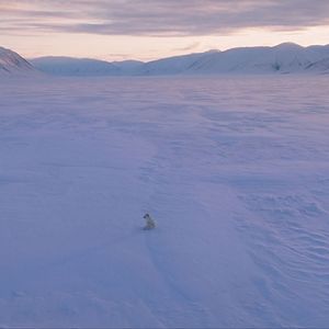 Fotoğraf Kina & Yuk : renards de la banquise