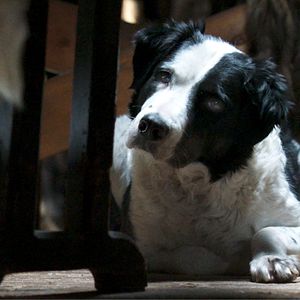 Fotoğraf Kina & Yuk : renards de la banquise