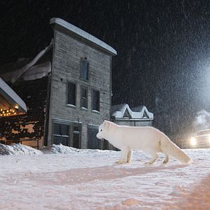 Fotoğraf Kina & Yuk : renards de la banquise