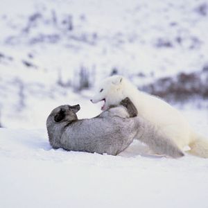 Fotoğraf Kina & Yuk : renards de la banquise
