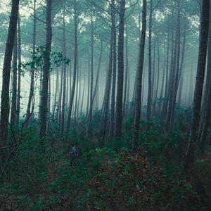 Fotoğraf Hayvan Krallığı