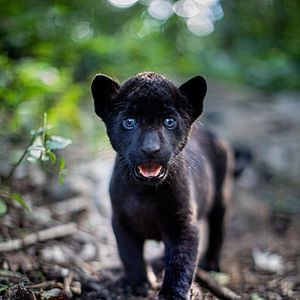 Fotoğraf Le Dernier Jaguar