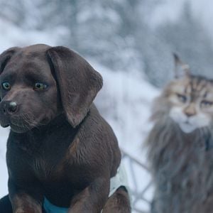 Fotoğraf Chien & Chat