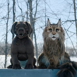 Fotoğraf Chien & Chat