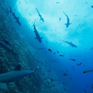 Fotoğraf Okyanuslarımız