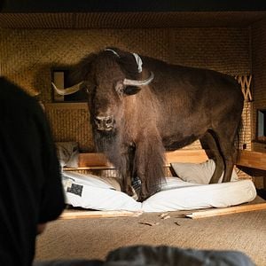 Fotoğraf Woodwalkers