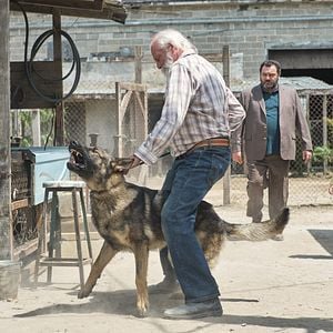 Fotoğraf Chien blanc