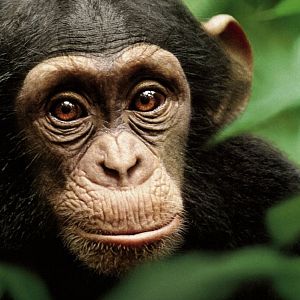 Fotoğraf Chimpanzee