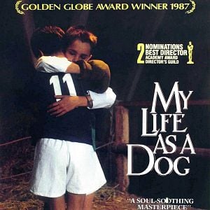 Fotoğraf Bir Köpek Olarak Hayatım