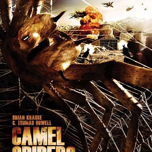 Fotoğraf Camel Spiders