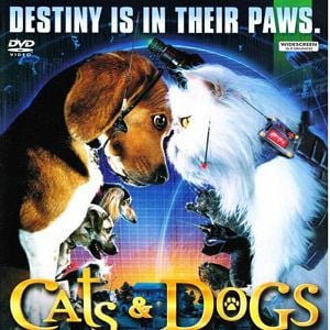 Fotoğraf Kediler ve Köpekler